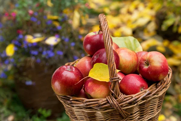 Äpfel — Stockfoto