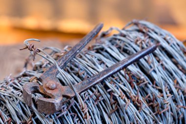 Champ de maïs à la récolte