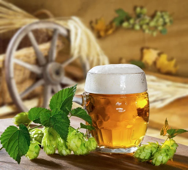 Beer and hops — Stock Photo, Image