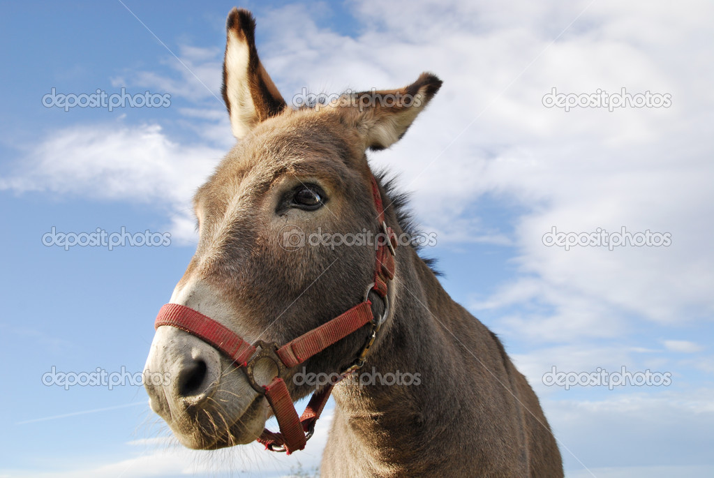 donkey