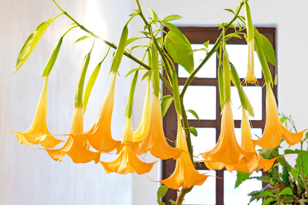 Цветущие цветы - datura
