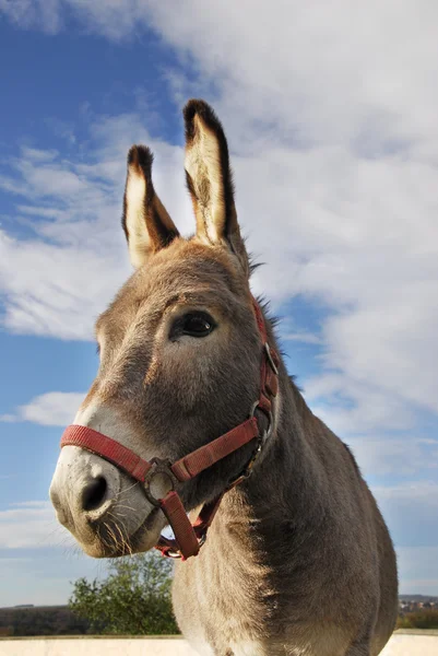 Donkey — Stock Photo, Image