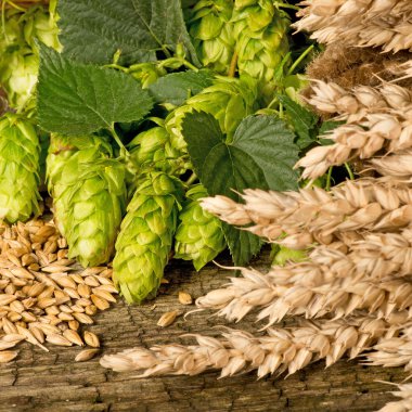 Hop koniler ve arpa
