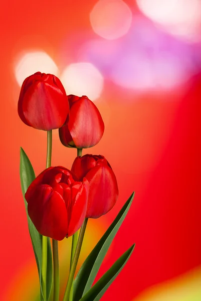 Tulips — Stock Photo, Image