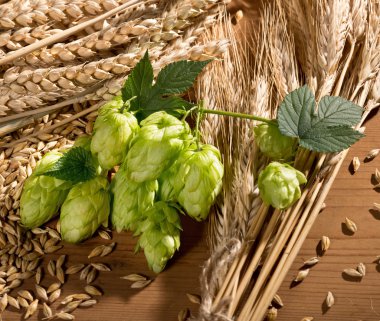 Hop koniler ve arpa