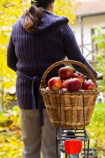 Äpplen i korgen — Stockfoto