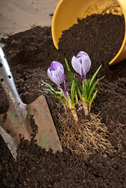 Lavoro in giardino — Foto Stock