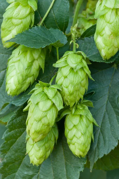 Cônes de houblon — Photo