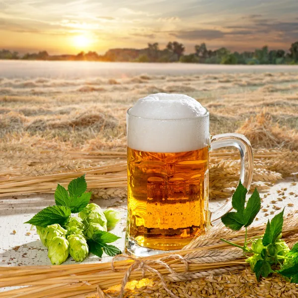 Verre à bière et houblon — Photo