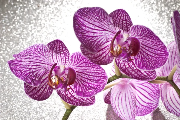 Orchid — Stock Photo, Image