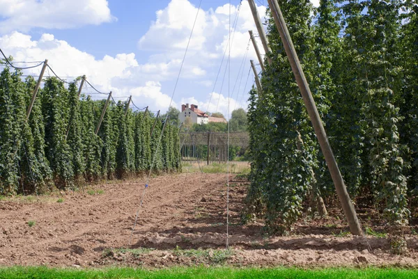 Hopfengarten — Stockfoto