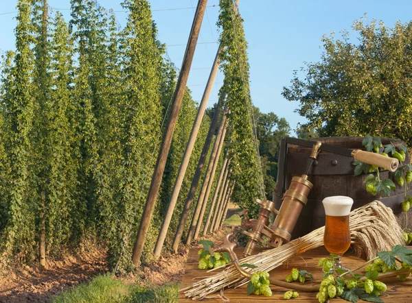 Hop κήπο με μπύρα — Φωτογραφία Αρχείου