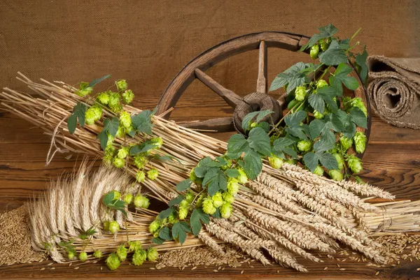 Still life with beer barley and hops — Stock Photo, Image