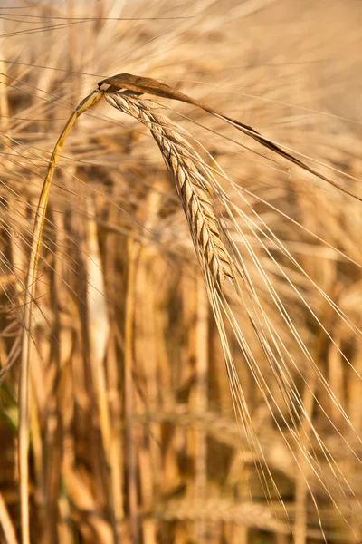 大麦的细节 — 图库照片