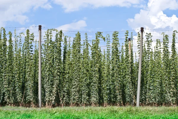 Hopfengarten — Stockfoto