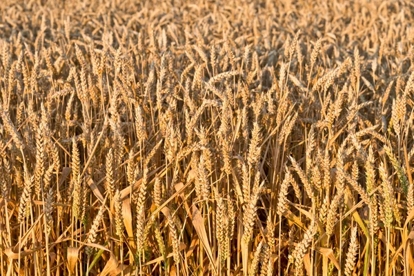 Подробно о пшенице — стоковое фото