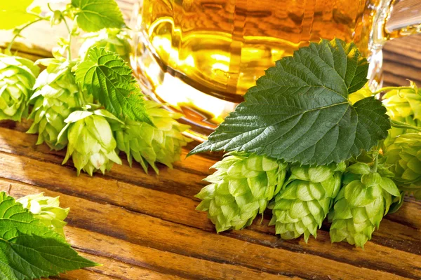 Conos de Hop — Foto de Stock