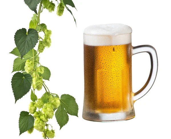 Beer And Hops — Stock Photo, Image