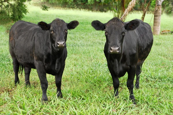 Koeien grazen in Australië — Stockfoto