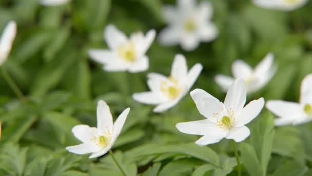 Lit de fleurs 