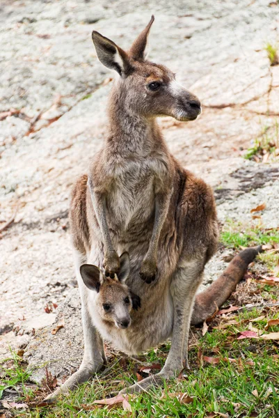 Bir joey ile kanguru — Stok fotoğraf