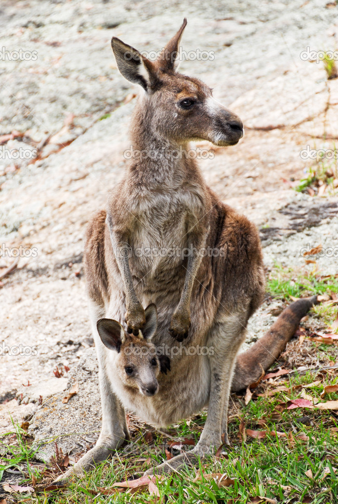 A kangaroo with a joey
