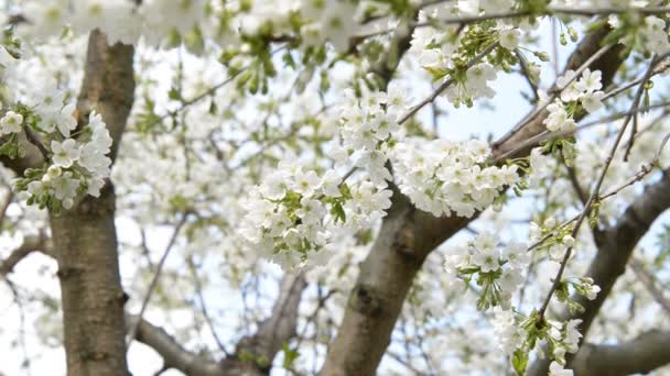 Cherry blossom — Stock Video