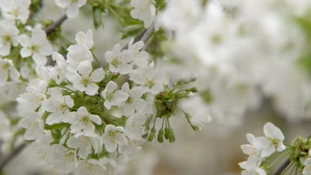Fleur de cerisier
