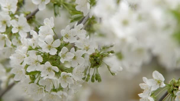 Flor de cerezo — Vídeo de stock