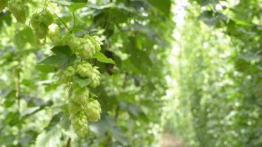 hop-bahçe