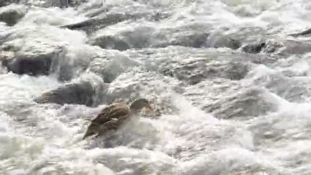 Canard dans le ruisseau — Video