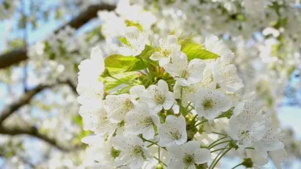 Flor de cerezo — Vídeos de Stock