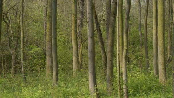 Skogen på våren — Stockvideo