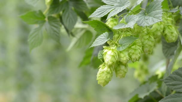 Hop-garden — Stock Video