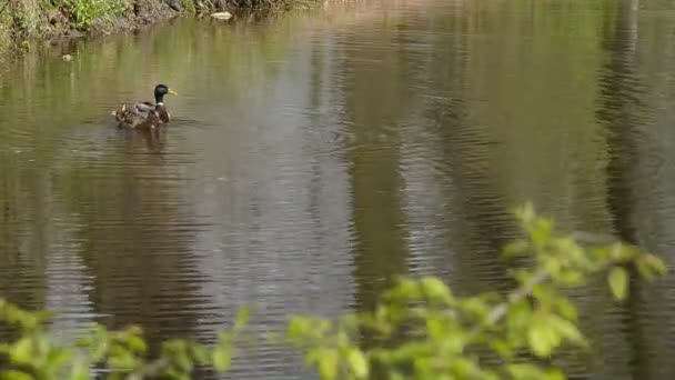 Duck in the creek — Stock Video