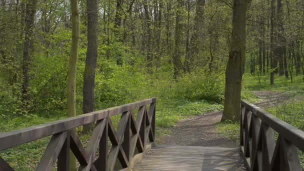 春では、フォレスト内の小さな橋のロックダウン — ストック動画