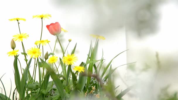 Fiore in primavera — Video Stock