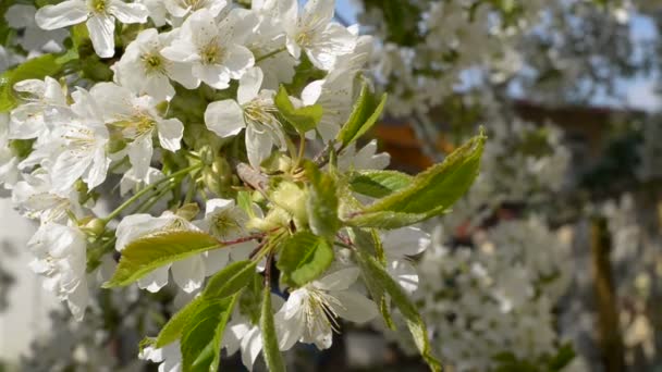 Körsbärsblomma — Stockvideo