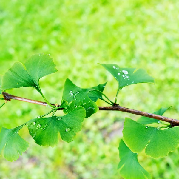 Ginkgo-Biloba — Stockfoto