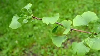 Ginkgo ağacı