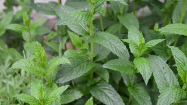 Menthe poivrée 