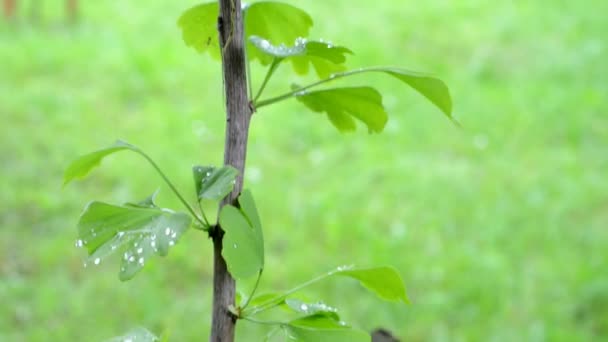 Albero di ginkgo — Video Stock