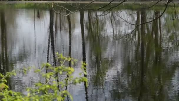 Still creek in the spring — стоковое видео