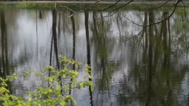 Ще струмок у весняний час — стокове відео