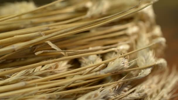 大麦与跃点锥体 — 图库视频影像