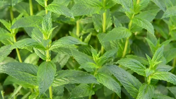 Menta piperita in giardino — Video Stock