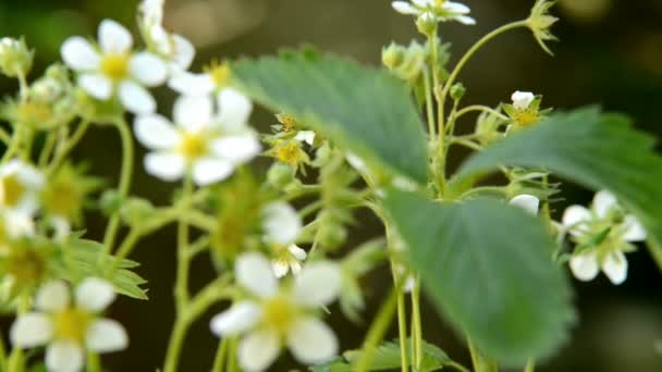 Fiore di fragola — Video Stock