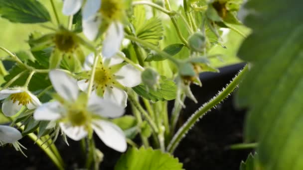 Flor de fresa — Vídeos de Stock