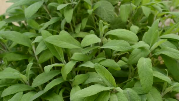 Salvia en el jardín — Vídeo de stock