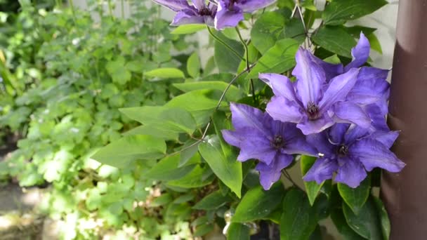 Violet flower — Stock Video